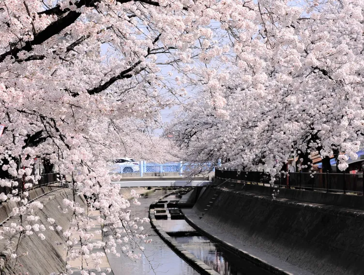 春には桜並木が綺麗な大江川緑道　徒歩7分（約490m）