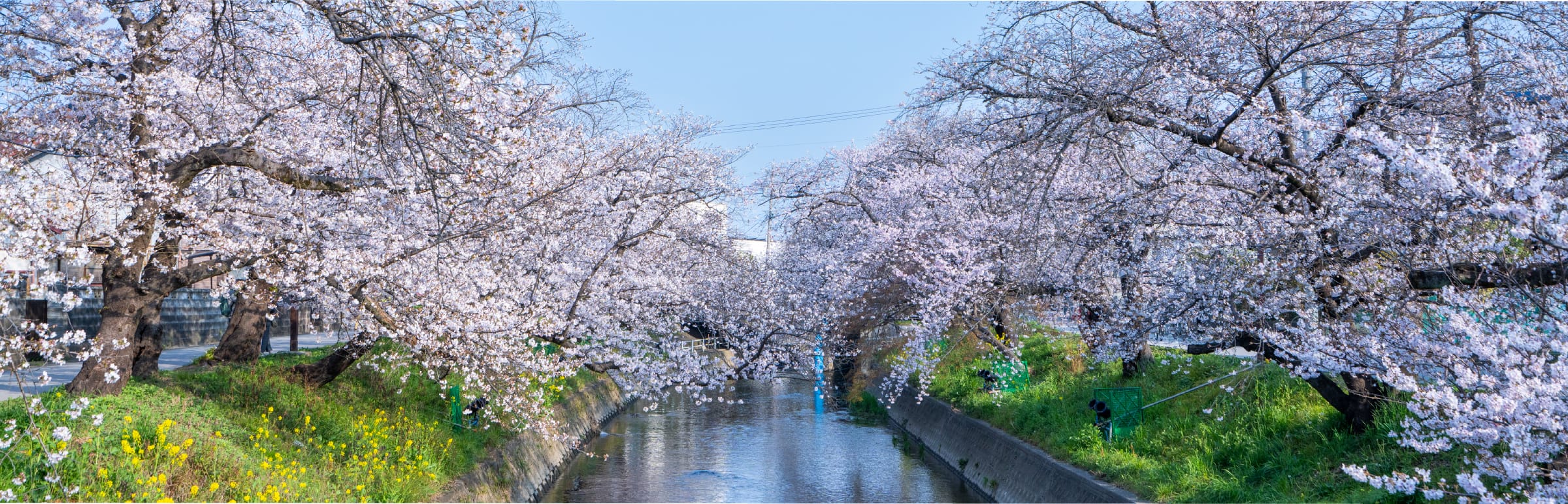 五条川の桜並木