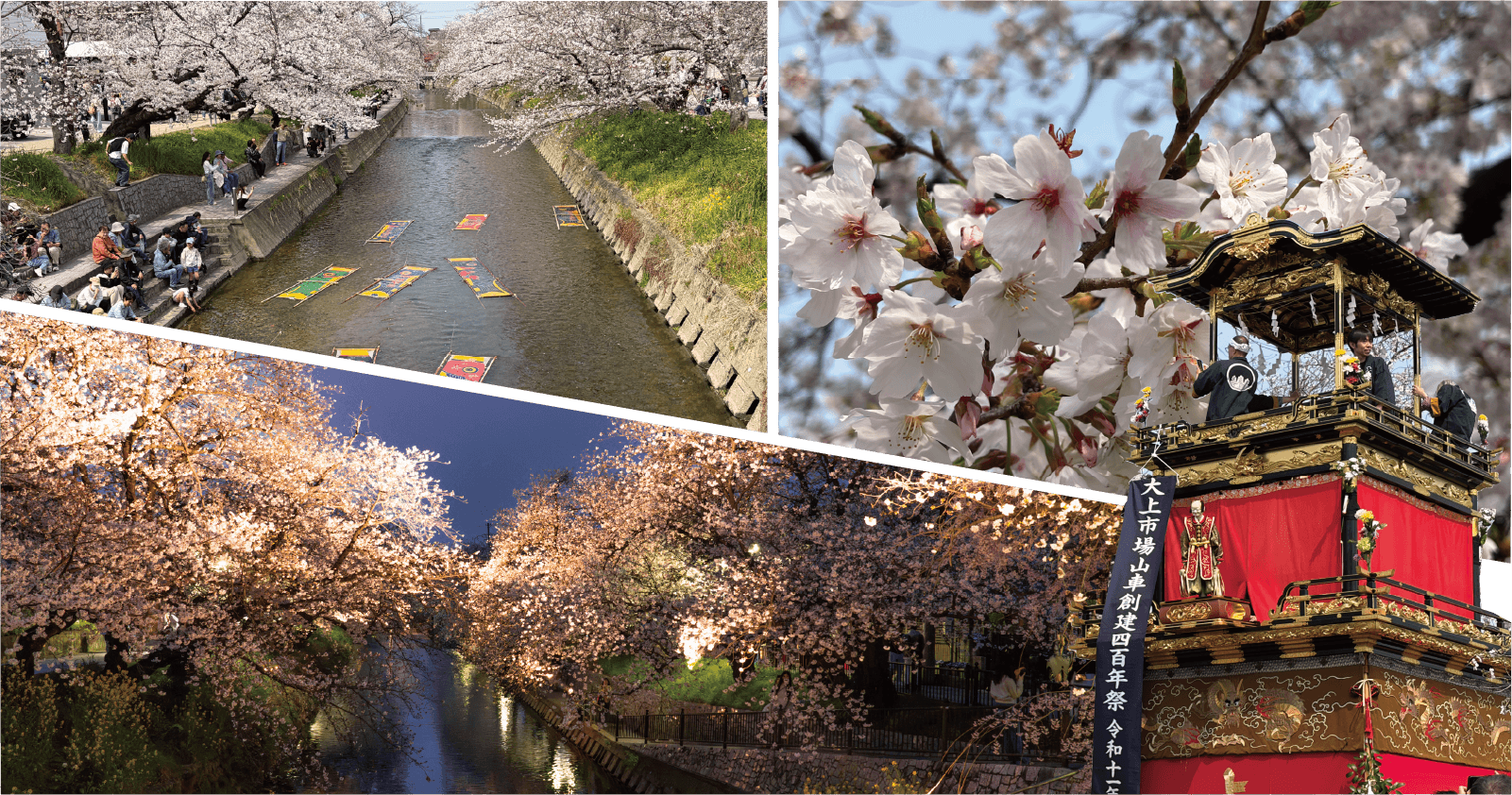 五条川の桜並木とのんぼり洗い・岩倉の祭礼